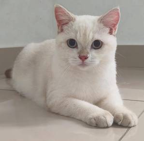 Rehome BsH Golden Point Female