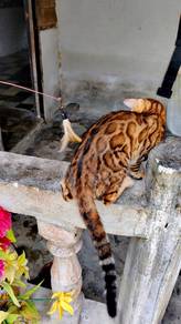 bengal 