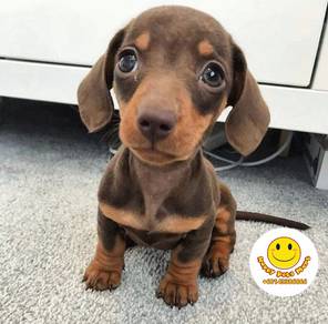 VHH1288 Dachshund puppy short haired