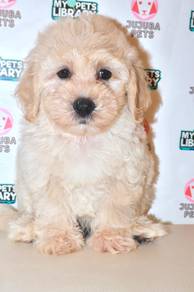 i23 Kawai Maltichon Dog