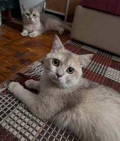British Shorthair (BSH)