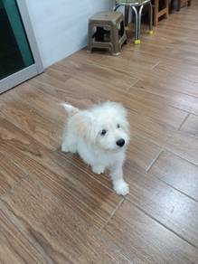 Pompoo