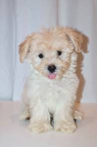 J0048 Maltichon Cute Teddy Face Puppy