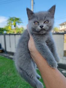 British Shorthair