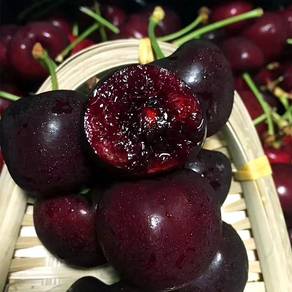Live Plant Russia 8 Cherry 5 years plants