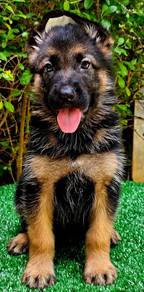 GERMAN SHEPHERD PUPPIES F47🐻 Beautiful Big Size