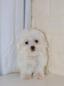 J0753 Maltese fluffiest little baby puppy