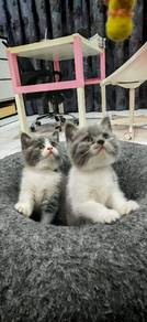 Kitten 