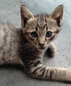 Anak kucing 