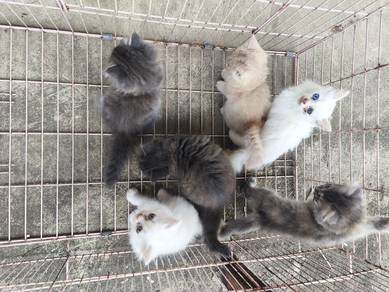 DLH Kittens 