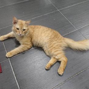cat