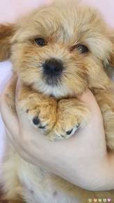 Maltipoo