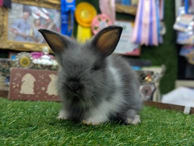 Arnab Teddy Bear Rabbit jr