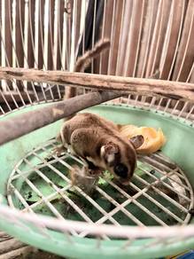 sugar glider