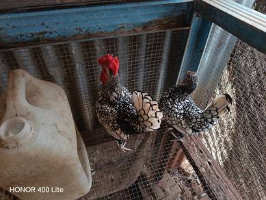 ayam batik silver