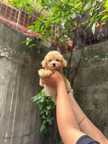 maltipoo puppies.. 