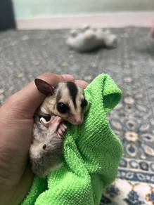 sugar glider