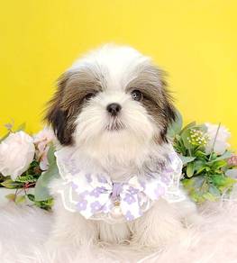 Shih Tzu