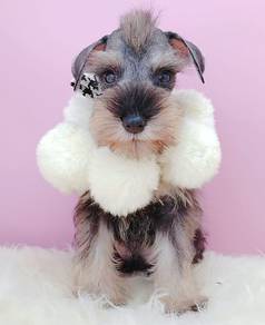 Schnauzer