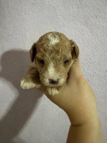 Toy Poodle
