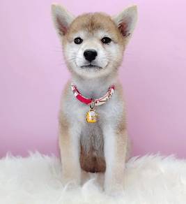 Shiba