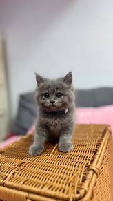 Ragdoll × British Shorthair Lilac Kitten