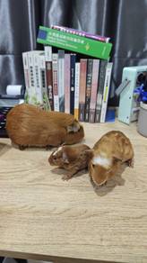 Guinea pig