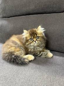 Tabby Persian Kitten