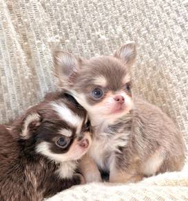 Chihuahua