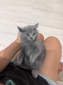 British Shorthair New Kitten 3Months
