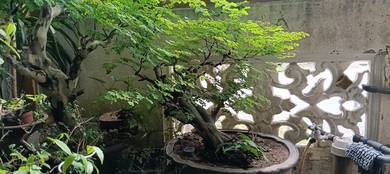Brazilian tree bonsai 