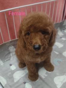 Toy poodle 