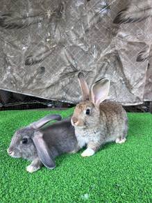 Arnab Rabbit Betina