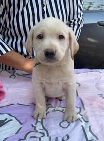 cream colour Labrador.