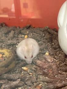 Hamsters for sala