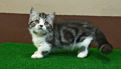Munchkin Silver Tabby & white kitten