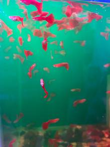 Red Guppy Gapi Merah 1 Pasang