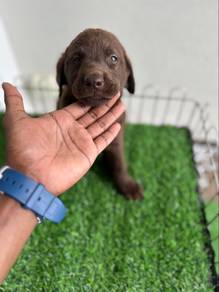 chocolate Labrador available