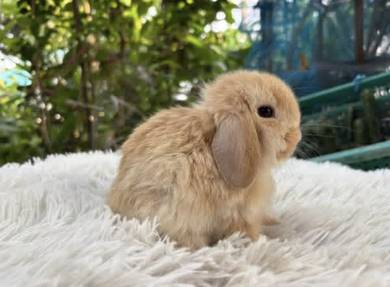Holland lop