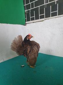 Ayam Serama Induk Muda