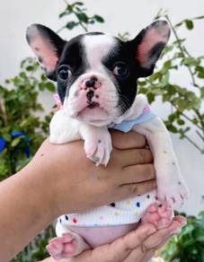 FRENCH BULLDOG PUPPIES 🌻S146 Charming Boy~Girl