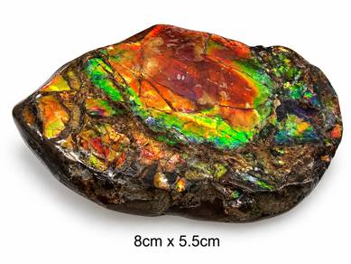 班彩 natural ammonite/ ammolite