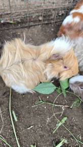 Guinea pig for sale