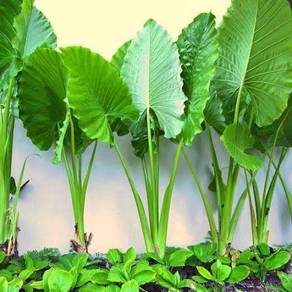 Alocasia Macrorrhizos