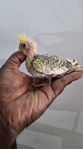 Burung cockateil