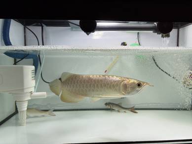 Arowana malaysian golden crossback 9 inch