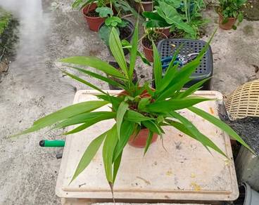 Pokok Orkid Pinang