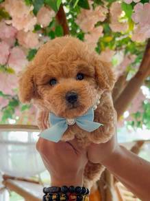 Poodle