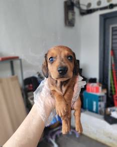 Dachshund wild Boar color