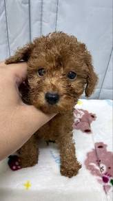 Poodle